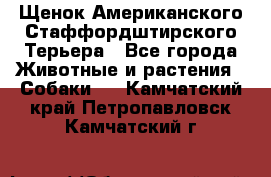 Щенок Американского Стаффордштирского Терьера - Все города Животные и растения » Собаки   . Камчатский край,Петропавловск-Камчатский г.